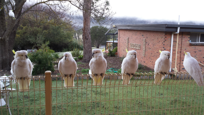 Six white birds with yellow crests site along the top of a yellow metal fence.